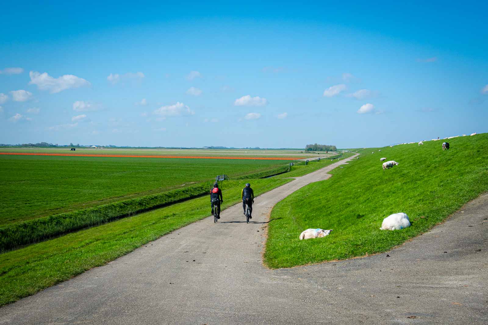 Radfahrer beim Race around the Netherlands Zwei Radfahrer von hinten die entlang eines Deichs mit Schafen fahren und am Ultra-Cycling Event Race around the Netherlands teilnehmen